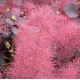 Perukowiec czerwony na pniu orginał - sadzonki 80 cm / 100 cm